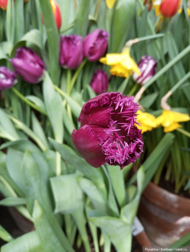 Репетиция весны с Чумачечим Зайцем (фото 6)