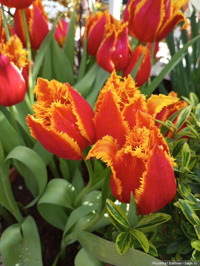 Репетиция весны с Чумачечим Зайцем