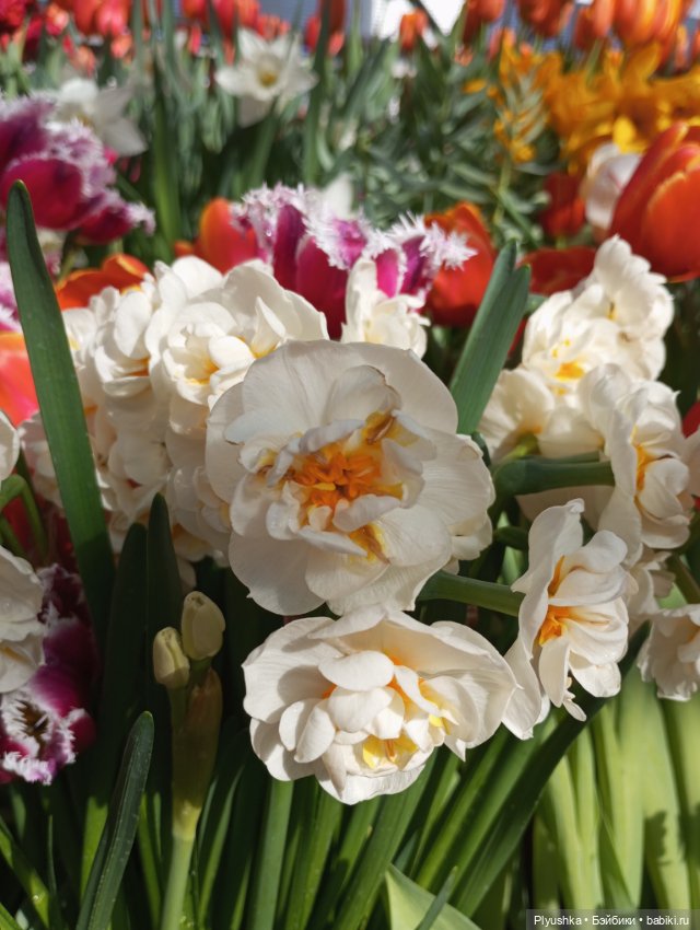 Репетиция весны с Чумачечим Зайцем