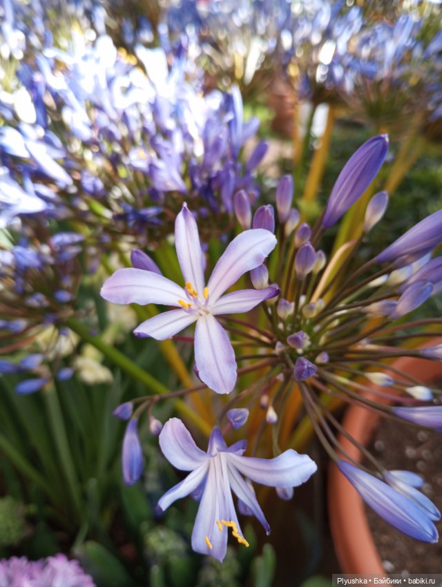 Репетиция весны с Чумачечим Зайцем