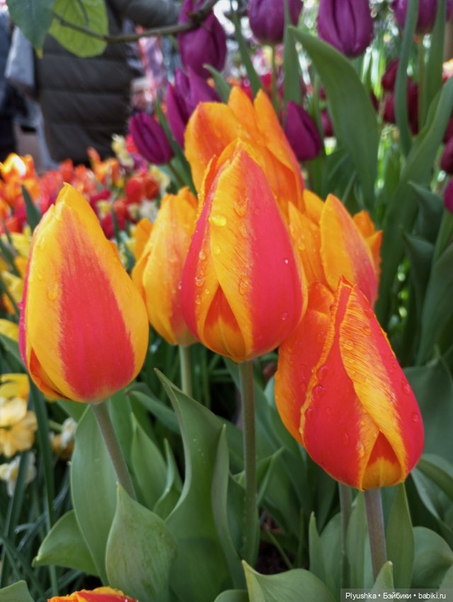 Репетиция весны с Чумачечим Зайцем