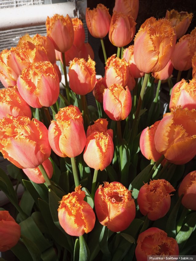 Репетиция весны с Чумачечим Зайцем (фото 3)