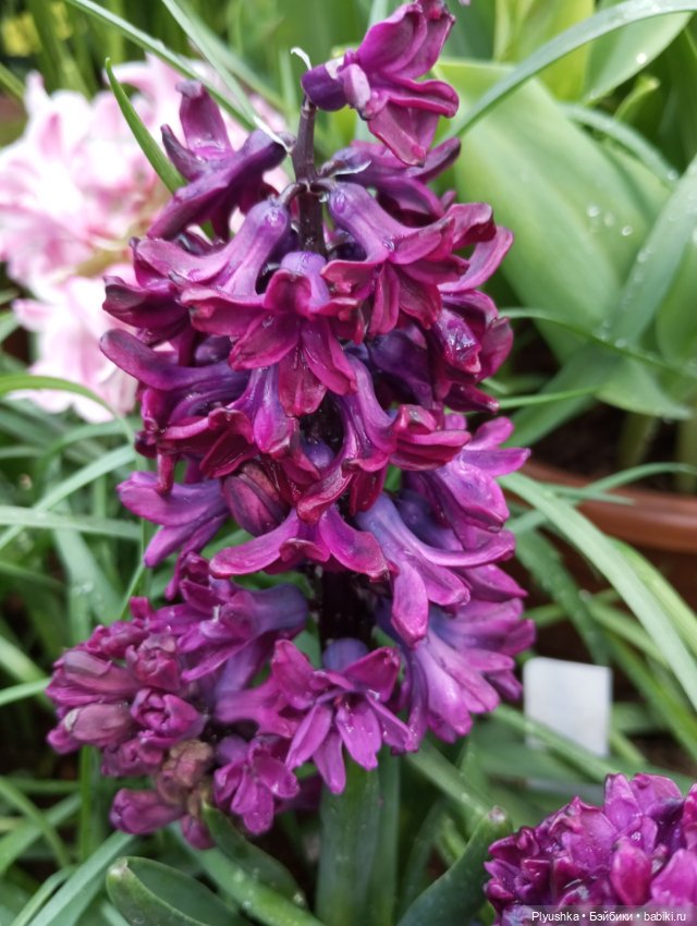 Репетиция весны с Чумачечим Зайцем