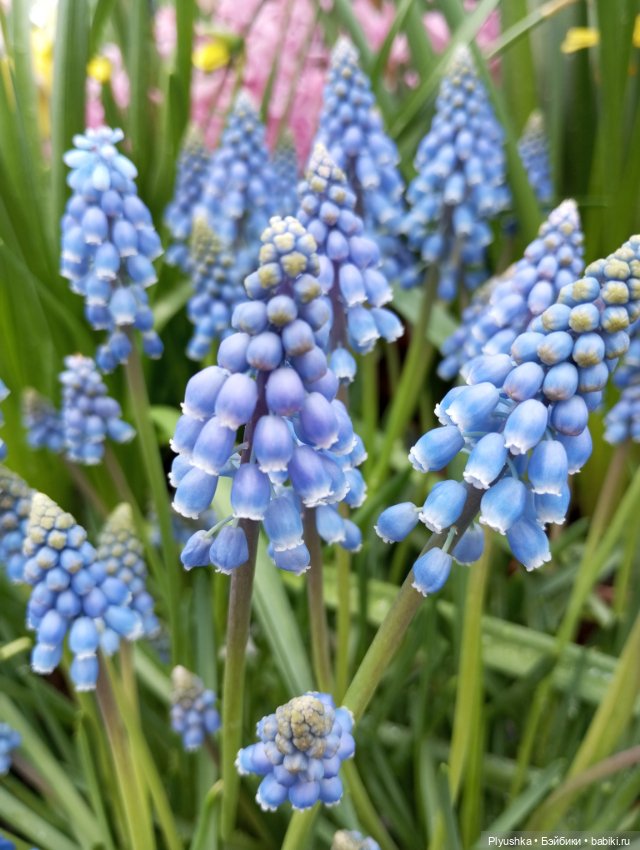 Репетиция весны с Чумачечим Зайцем (фото 9)