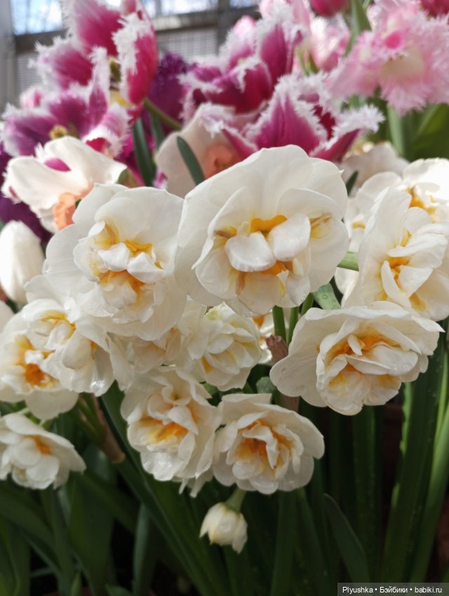 Репетиция весны с Чумачечим Зайцем