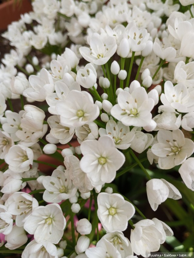 Репетиция весны с Чумачечим Зайцем