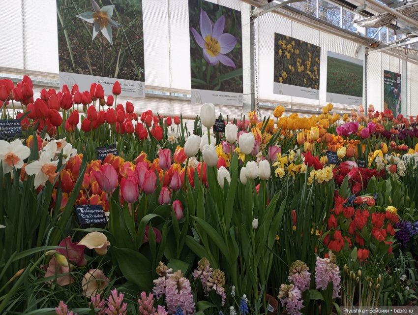 Репетиция весны с Чумачечим Зайцем