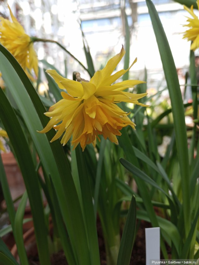 Репетиция весны с Чумачечим Зайцем