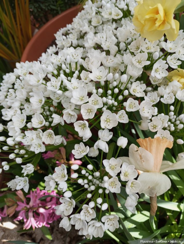 Репетиция весны с Чумачечим Зайцем