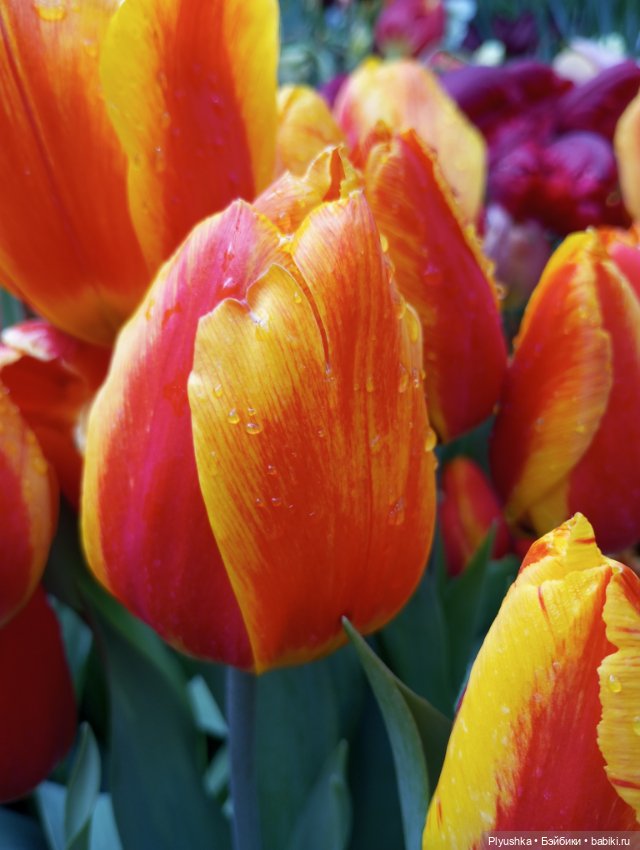 Репетиция весны с Чумачечим Зайцем