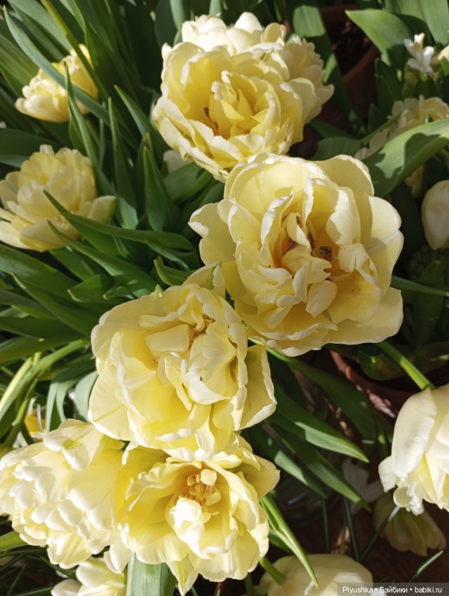 Репетиция весны с Чумачечим Зайцем