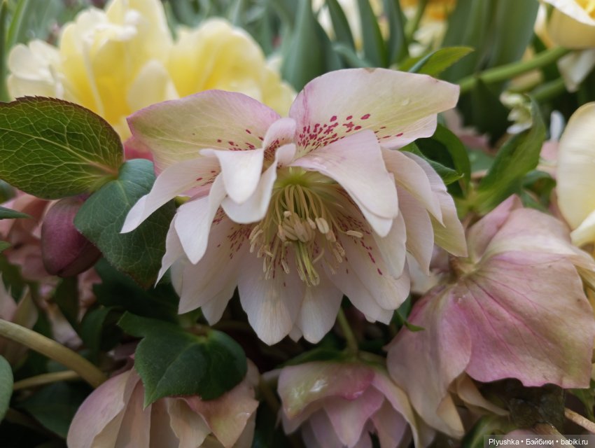 Репетиция весны с Чумачечим Зайцем