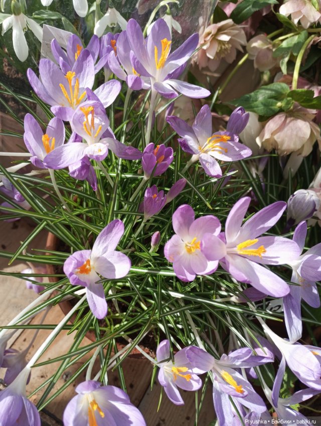 Репетиция весны с Чумачечим Зайцем