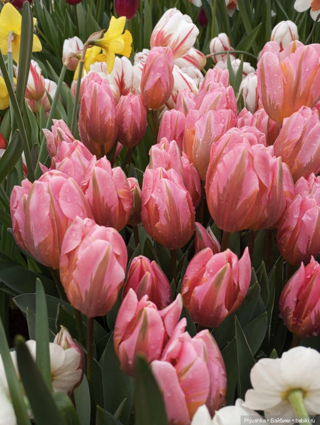 Репетиция весны с Чумачечим Зайцем (фото 8)