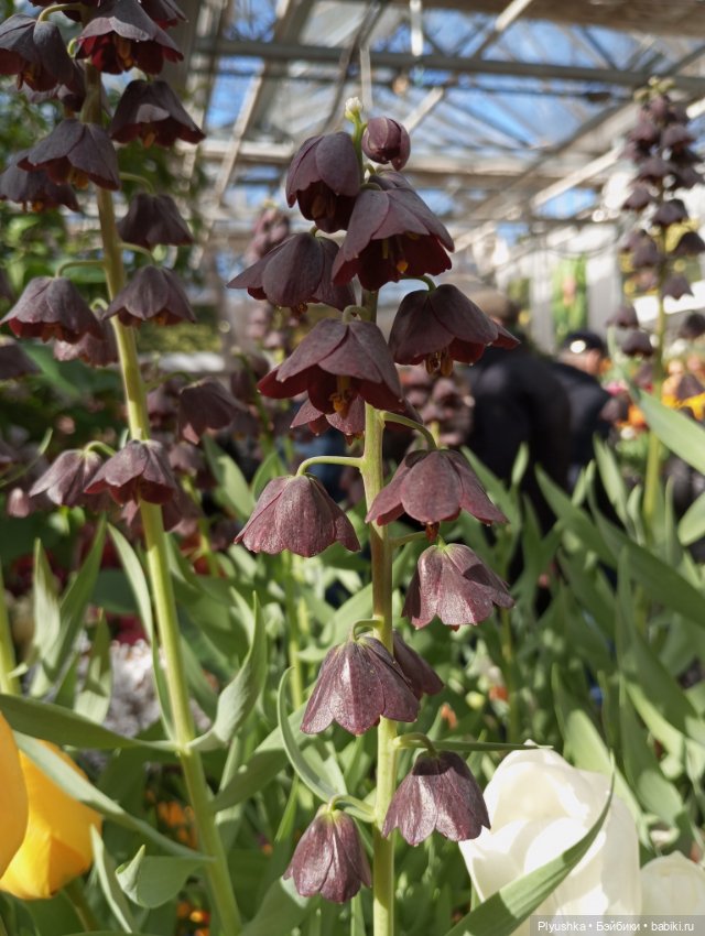 Репетиция весны с Чумачечим Зайцем