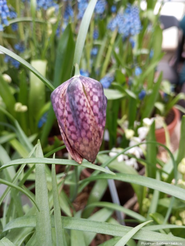 Репетиция весны с Чумачечим Зайцем (фото 10)