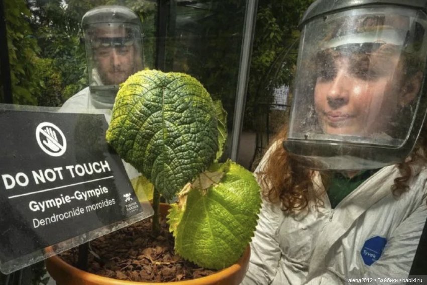 План идеального убийства. Сад ядовитых растений герцогини Нортумберлнедской (фото 5)