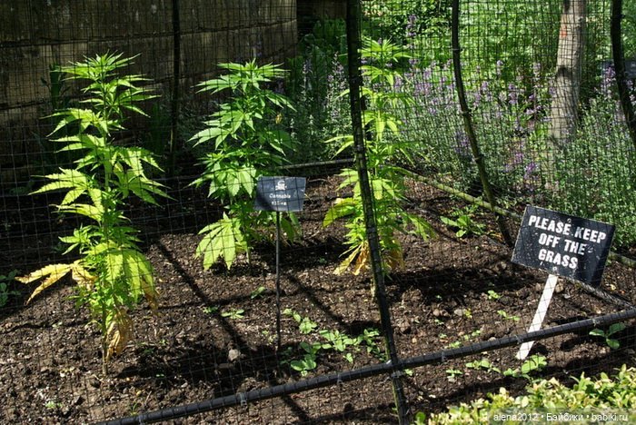 План идеального убийства. Сад ядовитых растений герцогини Нортумберлнедской