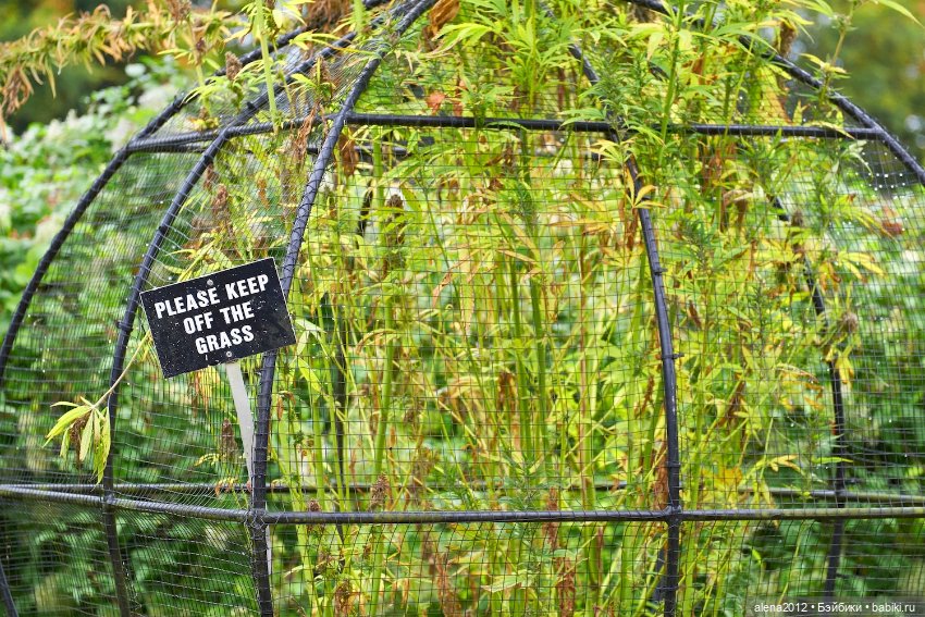 План идеального убийства. Сад ядовитых растений герцогини Нортумберлнедской