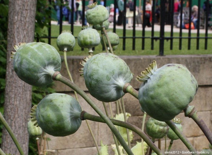 План идеального убийства. Сад ядовитых растений герцогини Нортумберлнедской (фото 4)