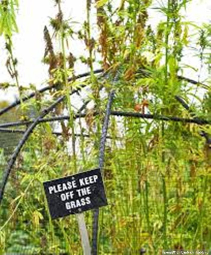 План идеального убийства. Сад ядовитых растений герцогини Нортумберлнедской