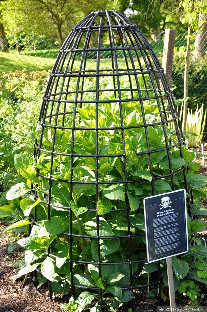 План идеального убийства. Сад ядовитых растений герцогини Нортумберлнедской