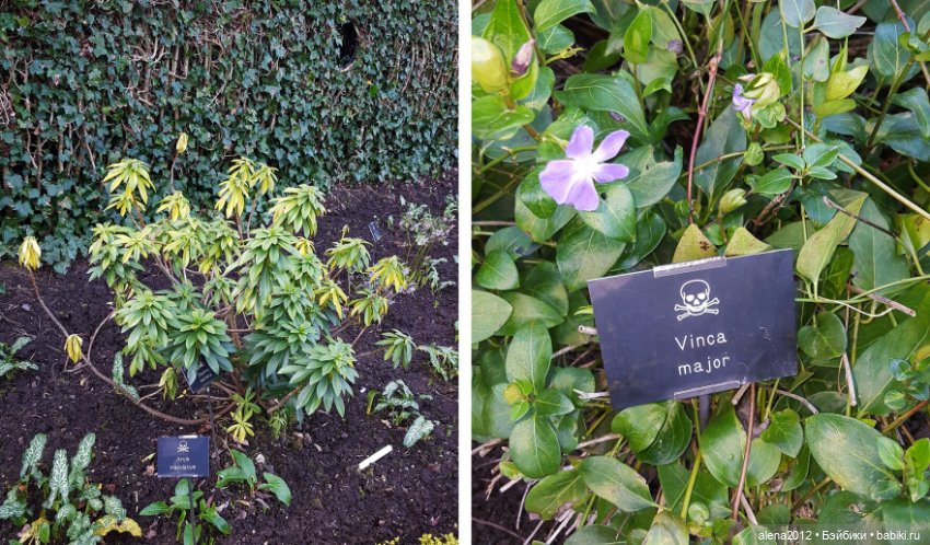 План идеального убийства. Сад ядовитых растений герцогини Нортумберлнедской