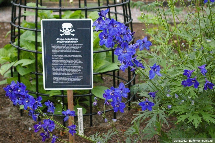 План идеального убийства. Сад ядовитых растений герцогини Нортумберлнедской