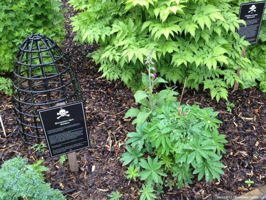 План идеального убийства. Сад ядовитых растений герцогини Нортумберлнедской