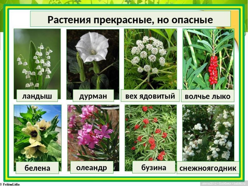 План идеального убийства. Сад ядовитых растений герцогини Нортумберлнедской (фото 3)