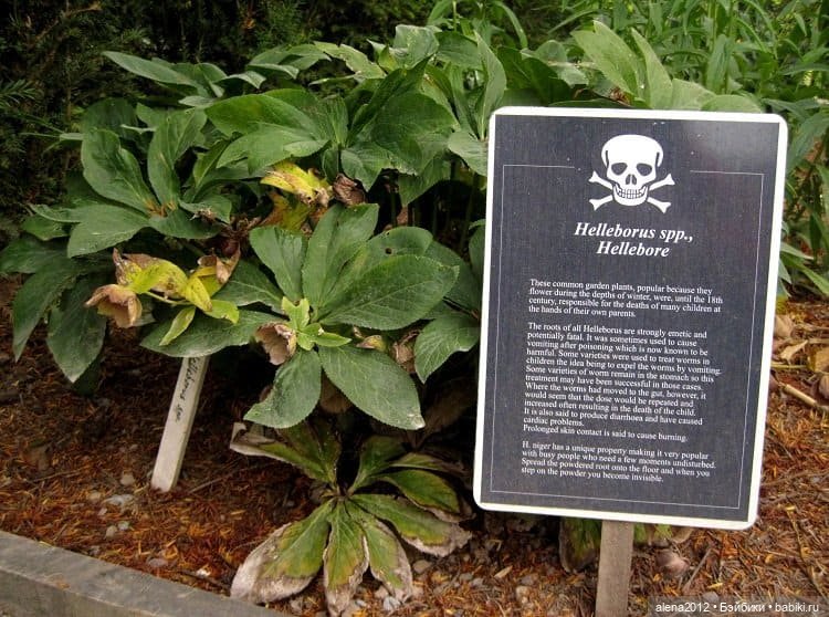 План идеального убийства. Сад ядовитых растений герцогини Нортумберлнедской (фото 8)