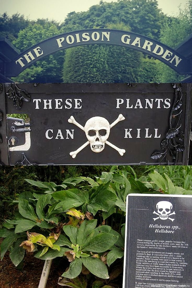 План идеального убийства. Сад ядовитых растений герцогини Нортумберлнедской (фото 6)