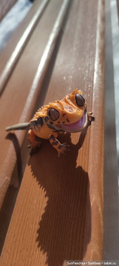 Весна для всех — Коллекционные экшн (фото 2)