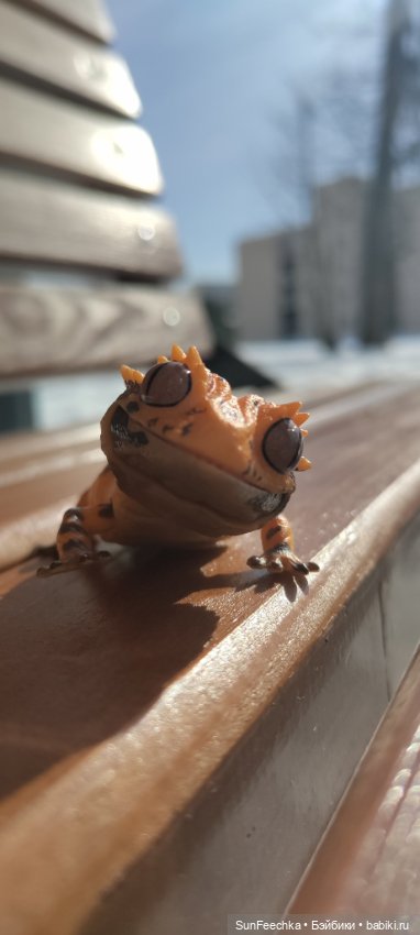 Весна для всех — Коллекционные экшн