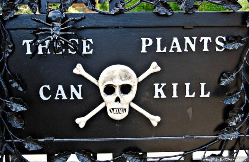 План идеального убийства. Сад ядовитых растений герцогини Нортумберлнедской