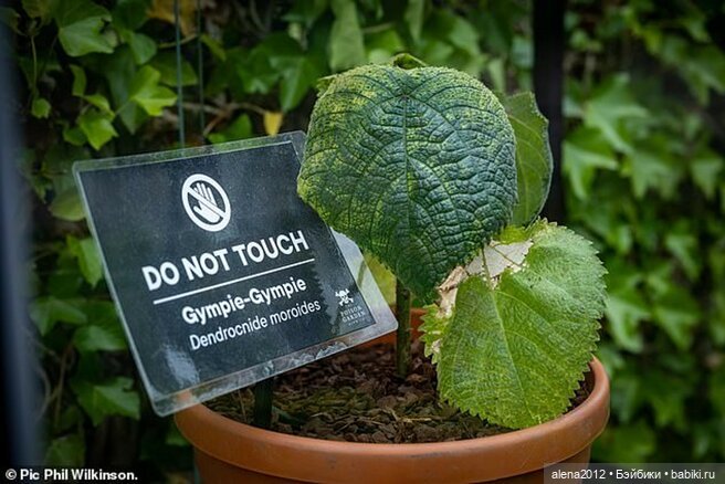 План идеального убийства. Сад ядовитых растений герцогини Нортумберлнедской