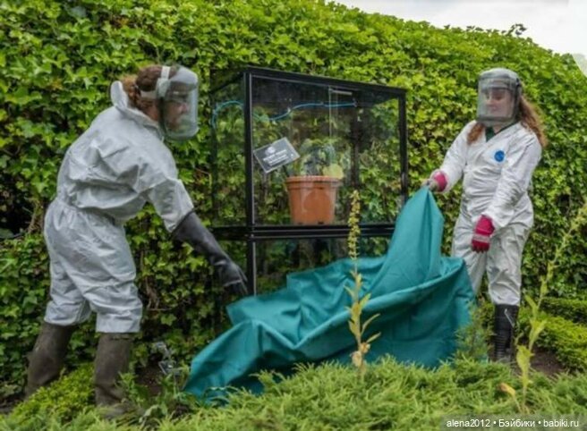 План идеального убийства. Сад ядовитых растений герцогини Нортумберлнедской