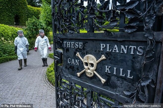 План идеального убийства. Сад ядовитых растений герцогини Нортумберлнедской