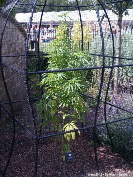 План идеального убийства. Сад ядовитых растений герцогини Нортумберлнедской