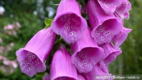 План идеального убийства. Сад ядовитых растений герцогини Нортумберлнедской