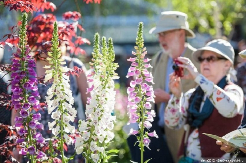 План идеального убийства. Сад ядовитых растений герцогини Нортумберлнедской