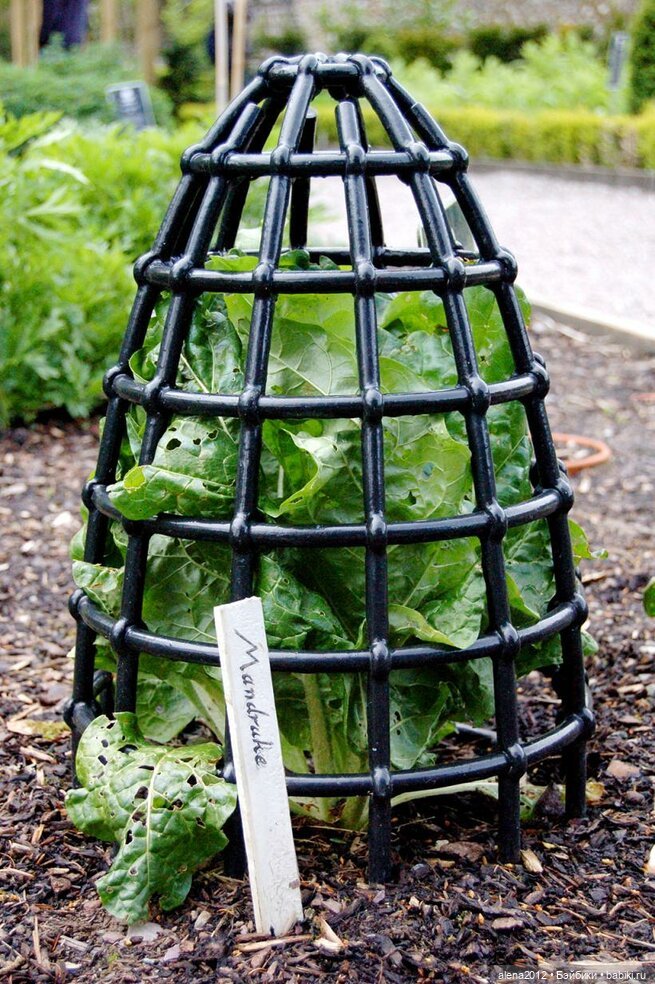 План идеального убийства. Сад ядовитых растений герцогини Нортумберлнедской