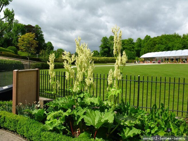 План идеального убийства. Сад ядовитых растений герцогини Нортумберлнедской