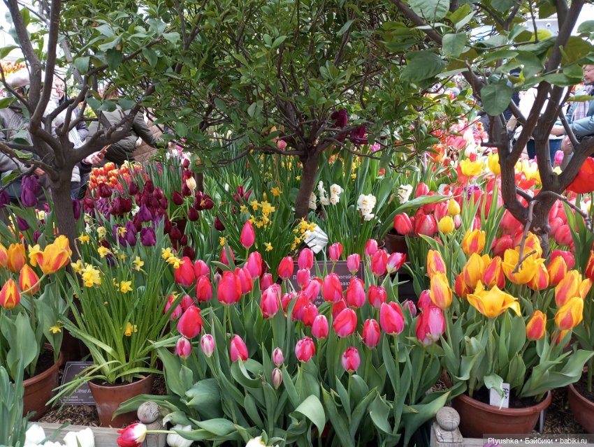 Весенняя тема: девушки и цветы (фото 3)