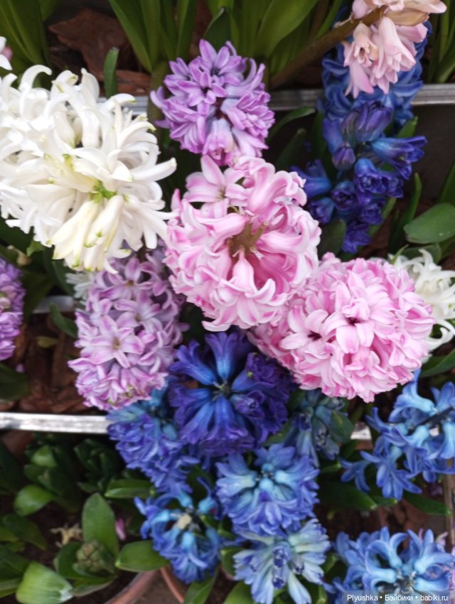 Весенняя тема: девушки и цветы