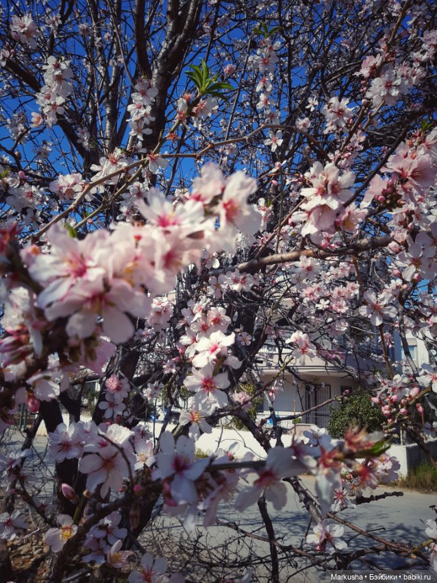 Цветение миндаля ч. 1 Адалинда