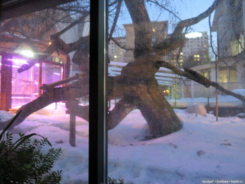 Аптекарский огород и Extra Mini Minis