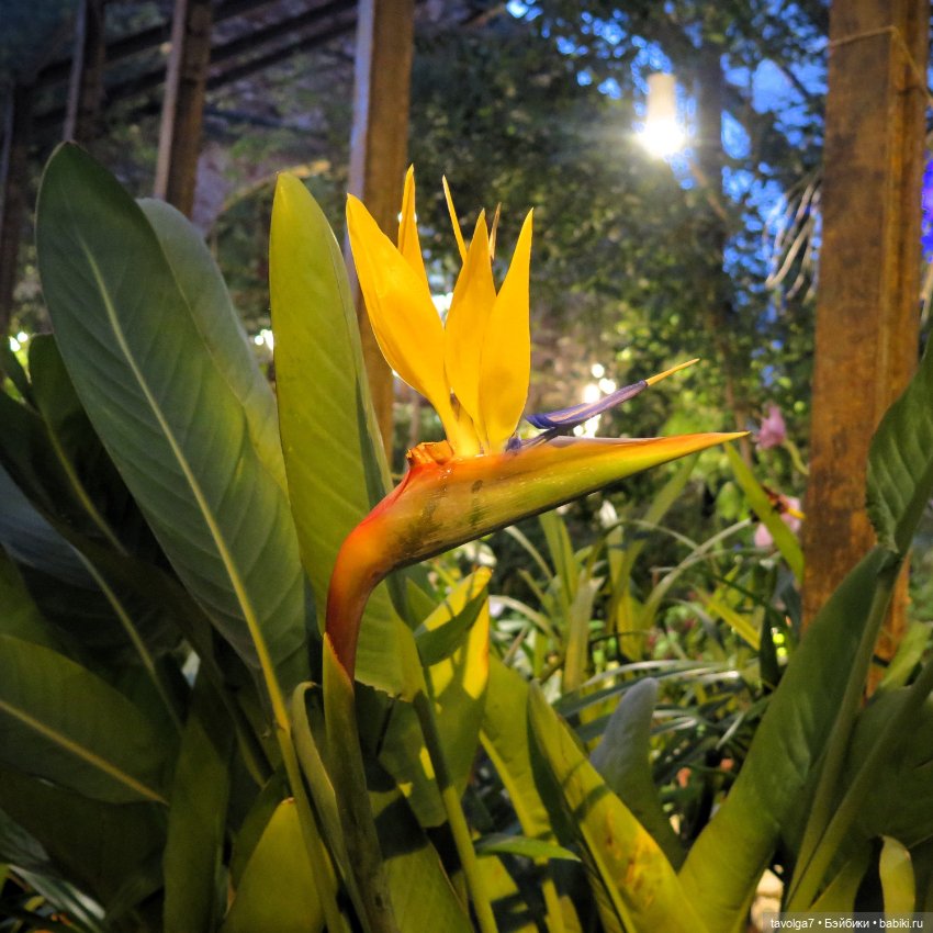 Аптекарский огород и Extra Mini Minis