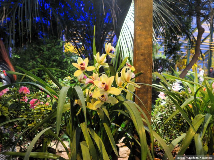 Аптекарский огород и Extra Mini Minis