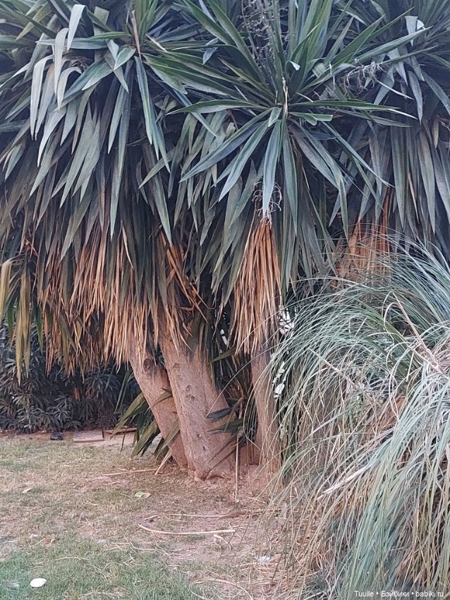 Ах, Мио! Давай прогуляемся перед сном (фото 7)